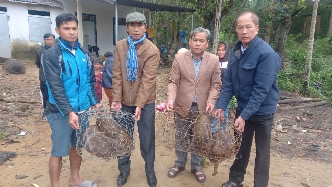 Hội Nông dân TT-Huế hỗ trợ lợn sọc giúp hội viên nghèo phát triển kinh tế  - Ảnh 1.