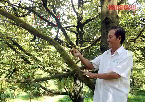 Cây sầu riêng là cây cổ thụ cho &quot;ăn trái&quot; vài chục năm, ở Hậu Giang đã có nhiều nhà thu tiền tỷ - Ảnh 2.