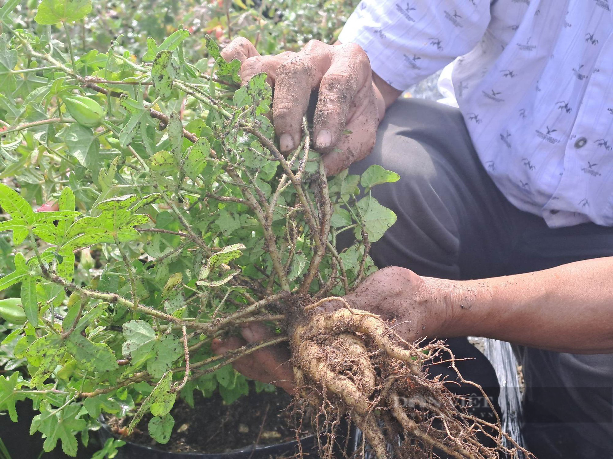 Người đoạt giải nhất cuộc thi nông dân khởi nghiệp tỉnh Bình Định chỉ từ 7 cây sâm, đặc biệt ra sao? - Ảnh 2.