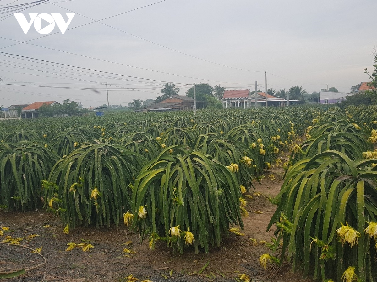 Cuối năm, giá trái thanh long ở Tiền Giang đạt mức kỉ lục, nhà vườn phấn khởi - Ảnh 2.