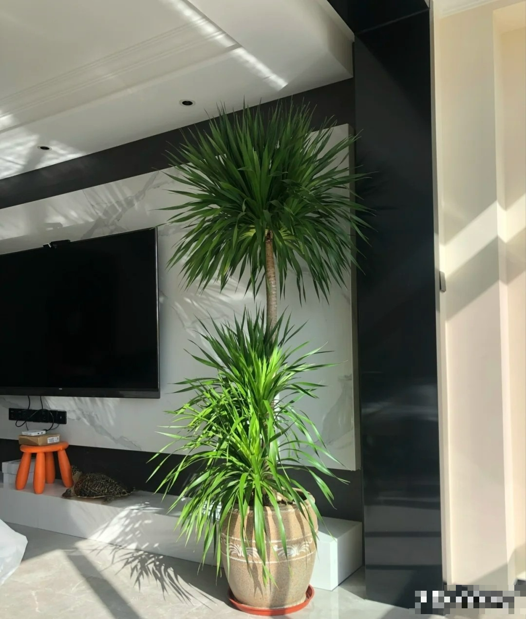 Năm hết Tết đến, trồng ngay cây cảnh &quot;phát tài&quot; để mang lộc lá vào nhà, truyền đời này qua đời khác - Ảnh 1.