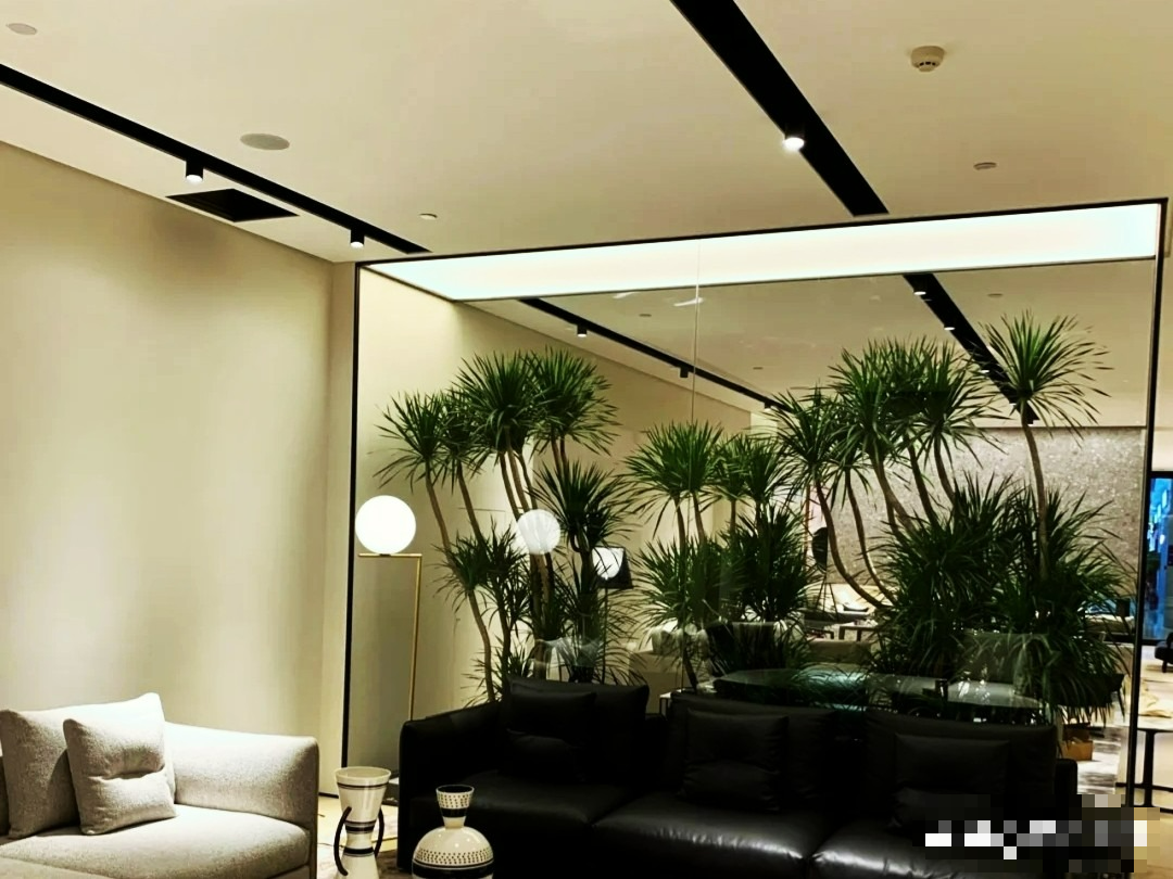 Năm hết Tết đến, trồng ngay cây cảnh &quot;phát tài&quot; để mang lộc lá vào nhà, truyền đời này qua đời khác - Ảnh 4.