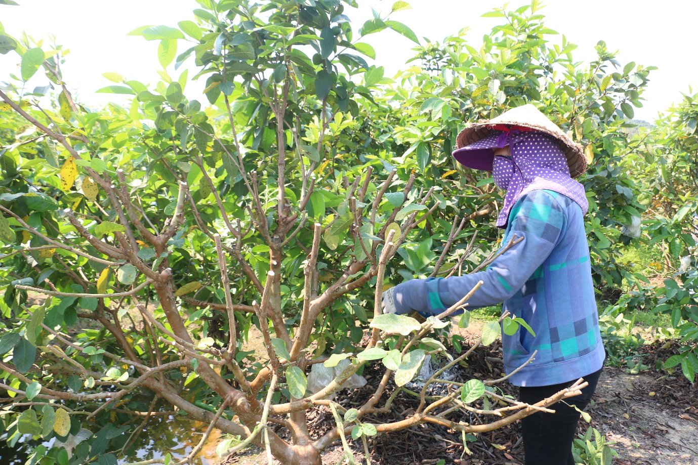 Bắc Giang: Sản phẩm OCOP 4 sao - ổi Tân Yên đem lại hiệu quả kinh tế cao cho người dân - Ảnh 2.
