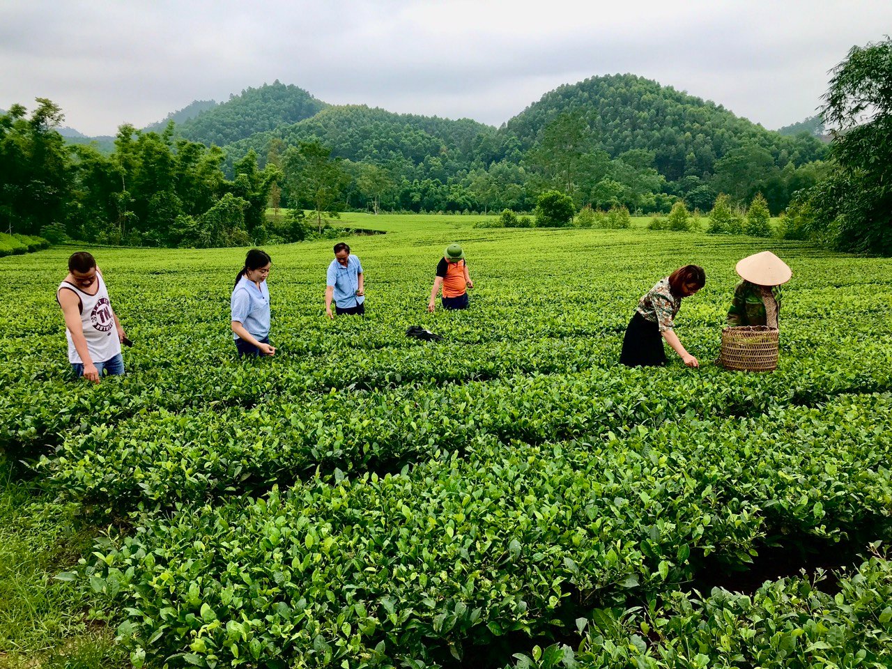 Bắc Giang: Chè Bản Ven đạt tiêu chuẩn OCOP 3 sao - Ảnh 3.