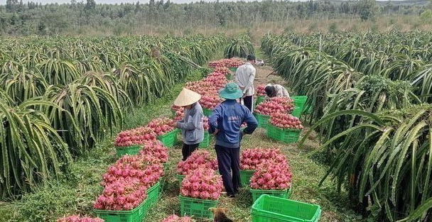 Thanh long sẽ được tiêu thụ ổn định vào các dịp Noel và Tết Nguyên Đán 2023   - Ảnh 1.