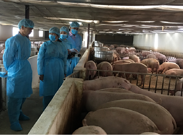 Bảo đảm nguồn cung thực phẩm cuối năm: Không để dịch bệnh bùng phát - Ảnh 1.