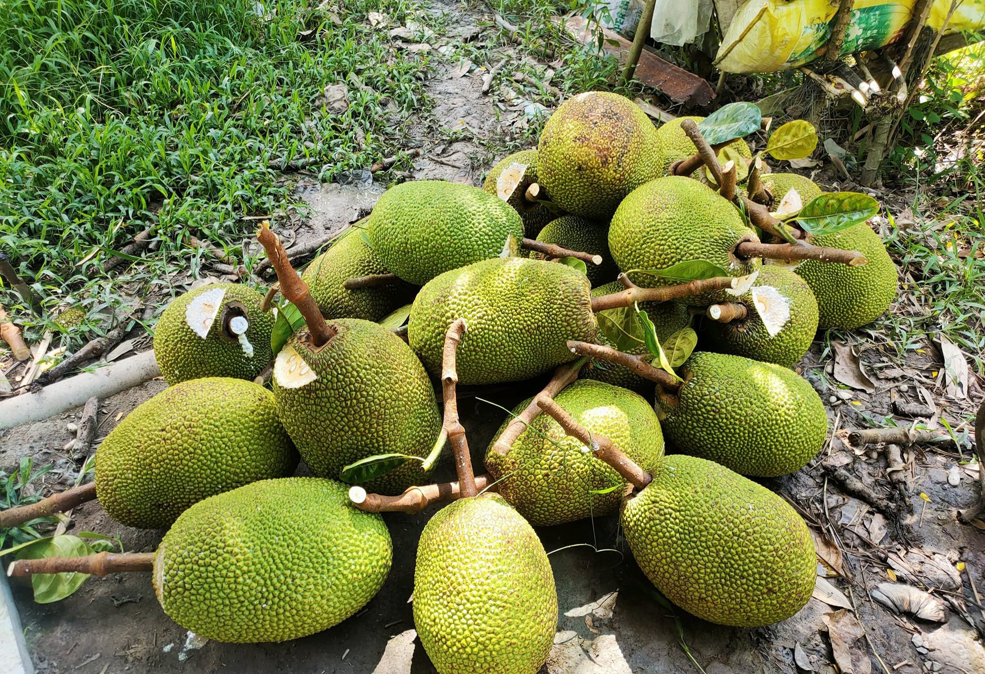 Giá mít Thái hôm nay 2/12: Người dân trồng mít Thái than trị sâu bệnh đã khó nay còn bán trái giá rẻ - Ảnh 1.