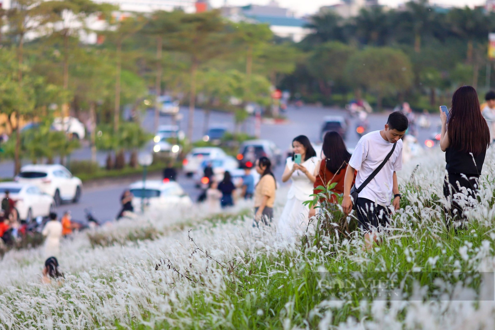 Hà Nội: Chen chân chụp ảnh với cỏ tranh trên triền đê - Ảnh 2.