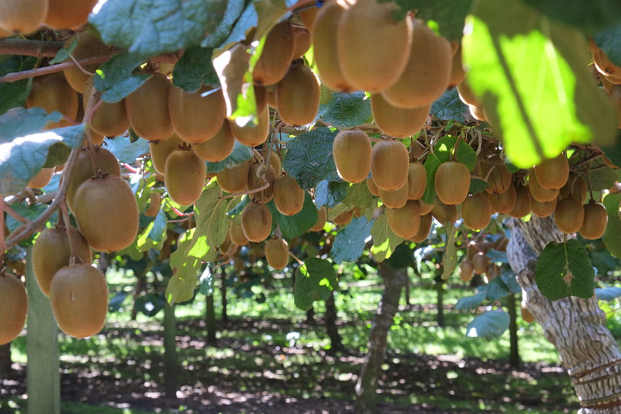 Thách thức nào chờ đón táo, kiwi Hy Lạp "ngược đường" sang Việt Nam? - Ảnh 1. Thách thức nào chờ đón táo, kiwi Hy Lạp "ngược đường" sang Việt Nam? - Ảnh 1.