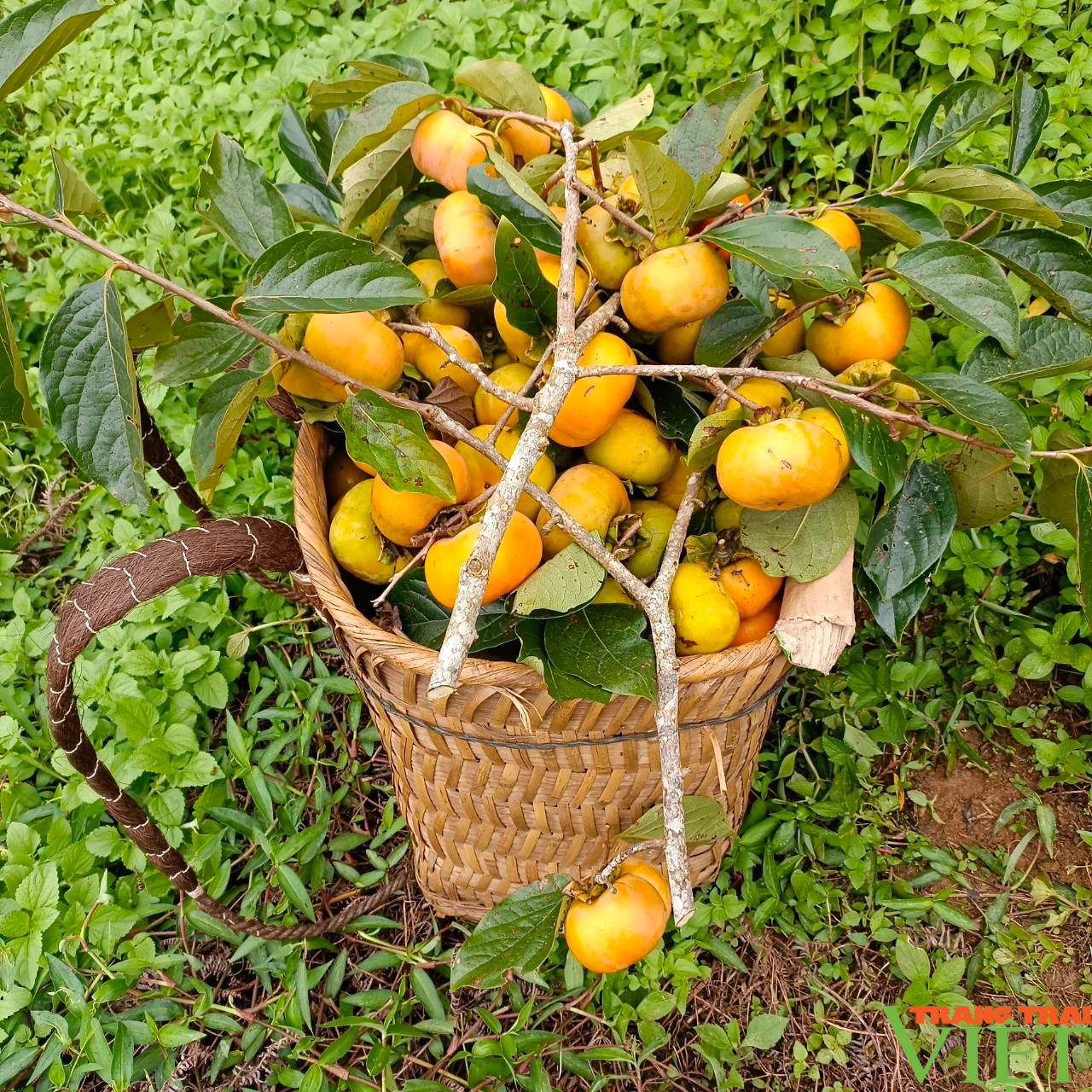 Triệu phú trên vùng đất khó - Ảnh 3. Triệu phú trên vùng đất khó - Ảnh 3.
