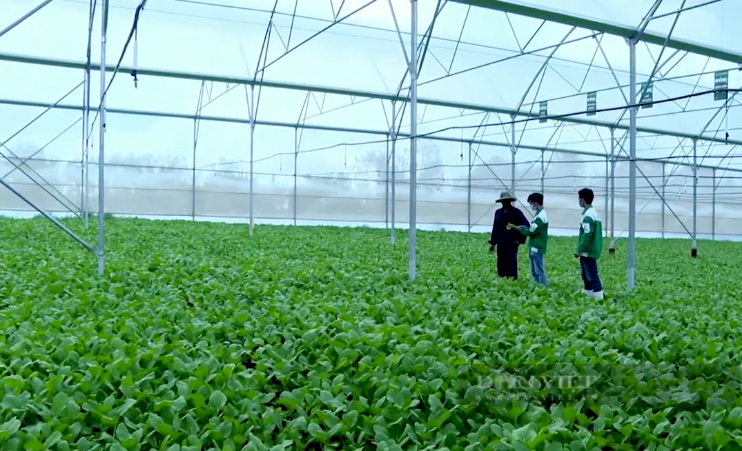 Bà Rịa – Vũng Tàu có 7 vùng nông nghiệp ứng dụng công nghệ cao - Ảnh 1.