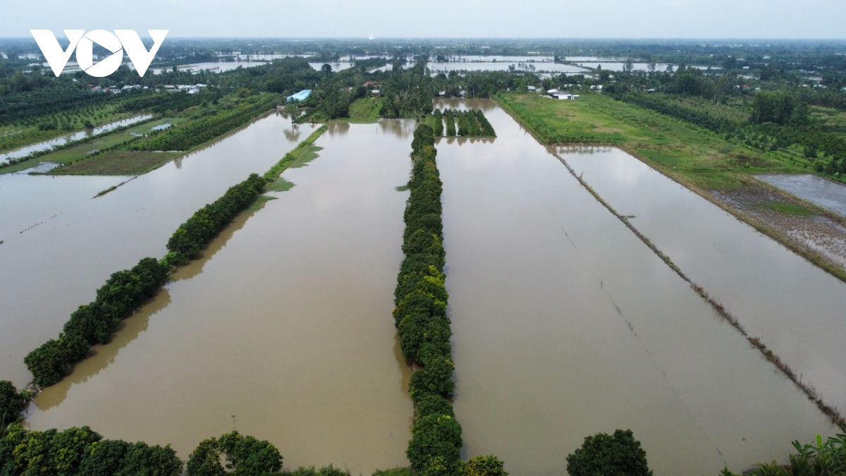Nhộn nhịp mùa thu hoạch cá ruộng ở Hậu Giang - Ảnh 1. Nhộn nhịp mùa thu hoạch cá ruộng ở Hậu Giang - Ảnh 1.