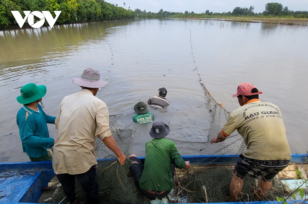 Nhộn nhịp mùa thu hoạch cá ruộng ở Hậu Giang - Ảnh 4. Nhộn nhịp mùa thu hoạch cá ruộng ở Hậu Giang - Ảnh 4.