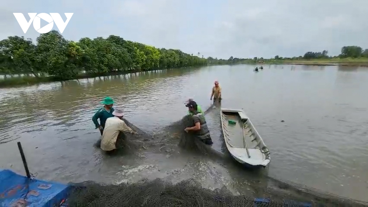 Nhộn nhịp mùa thu hoạch cá ruộng ở Hậu Giang - Ảnh 5. Nhộn nhịp mùa thu hoạch cá ruộng ở Hậu Giang - Ảnh 5.