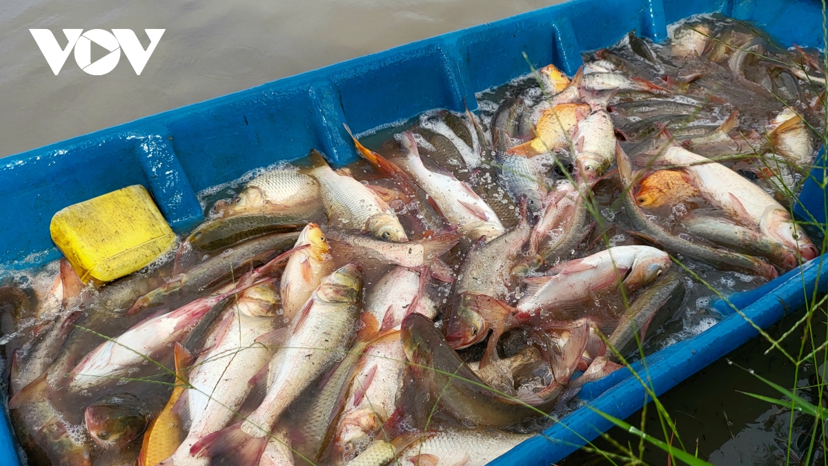 Nhộn nhịp mùa thu hoạch cá ruộng ở Hậu Giang - Ảnh 7. Nhộn nhịp mùa thu hoạch cá ruộng ở Hậu Giang - Ảnh 7.