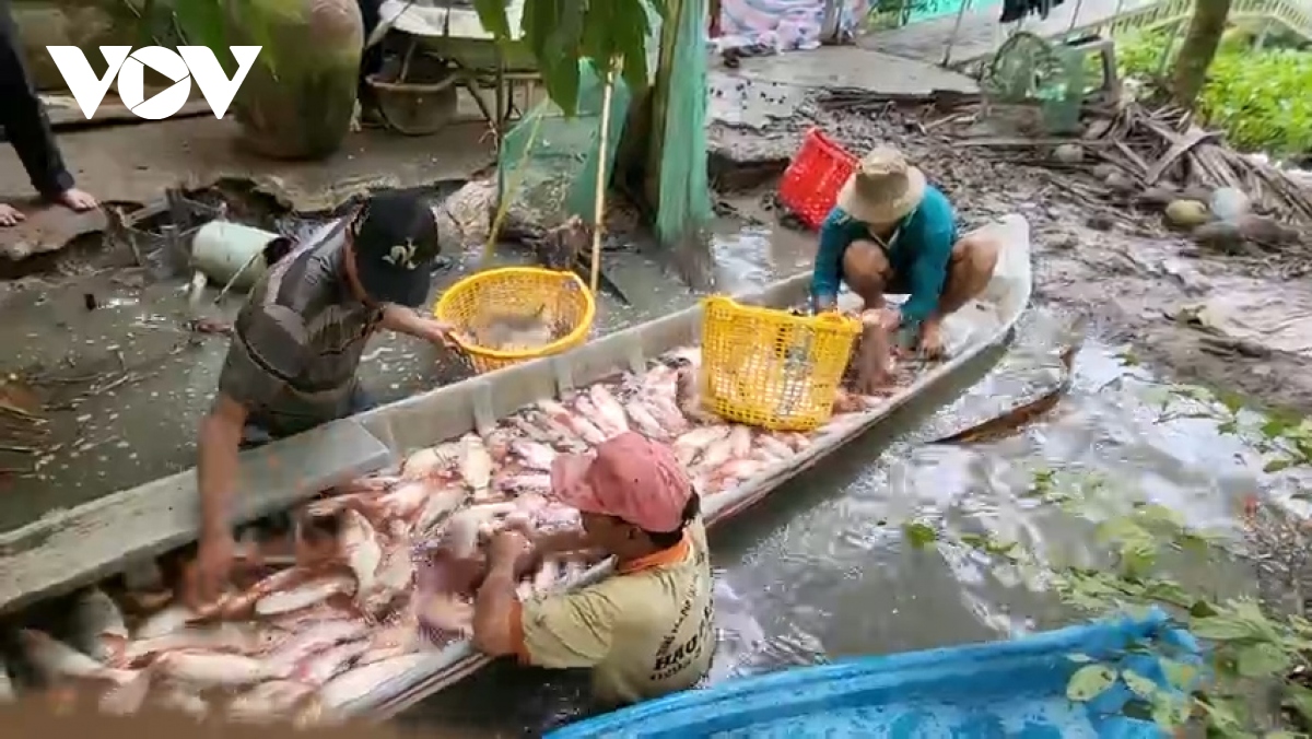 Nhộn nhịp mùa thu hoạch cá ruộng ở Hậu Giang - Ảnh 8. Nhộn nhịp mùa thu hoạch cá ruộng ở Hậu Giang - Ảnh 8.