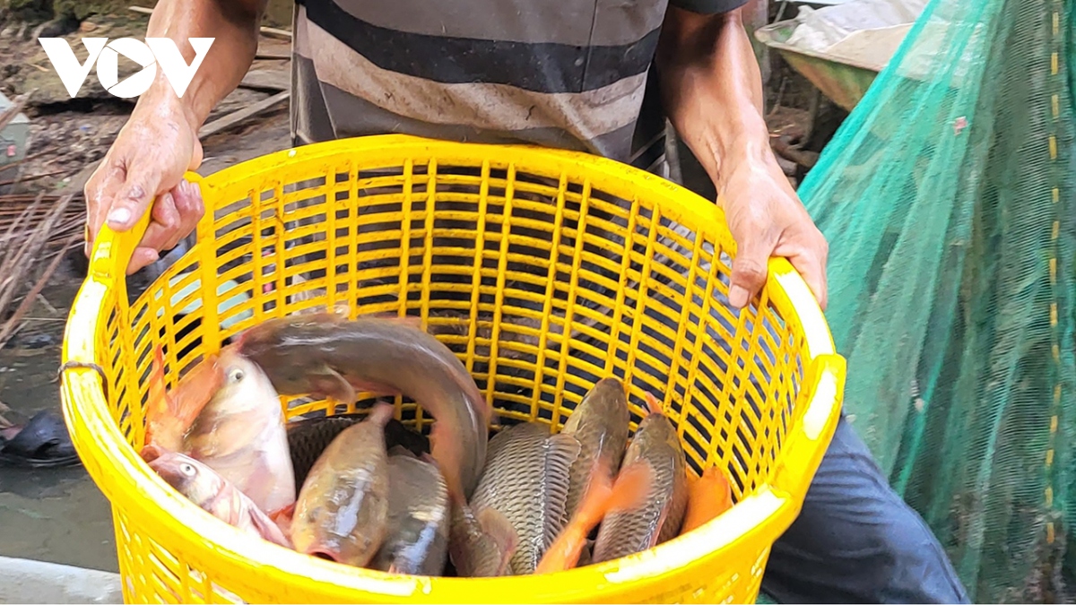Nhộn nhịp mùa thu hoạch cá ruộng ở Hậu Giang - Ảnh 9. Nhộn nhịp mùa thu hoạch cá ruộng ở Hậu Giang - Ảnh 9.