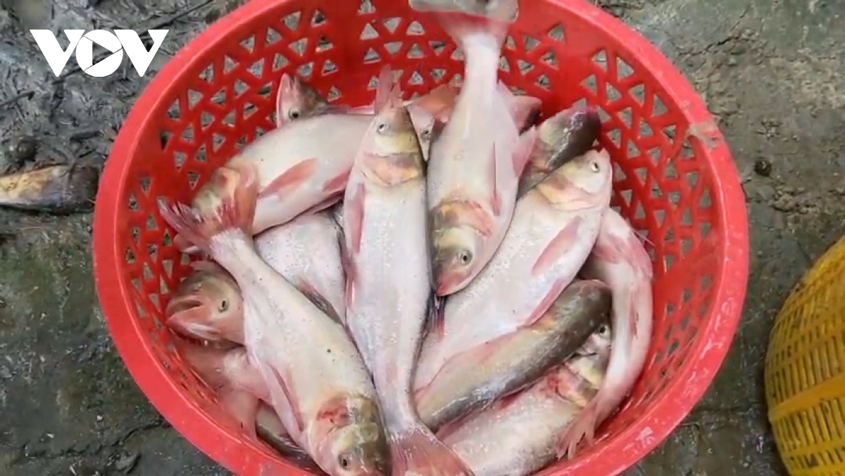 Nhộn nhịp mùa thu hoạch cá ruộng ở Hậu Giang - Ảnh 10. Nhộn nhịp mùa thu hoạch cá ruộng ở Hậu Giang - Ảnh 10.