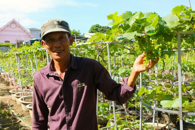 Ninh Thuận: Nông dân tất bật chăm sóc nho cảnh kịp bán tết Quý Mão 2023 - Ảnh 1.