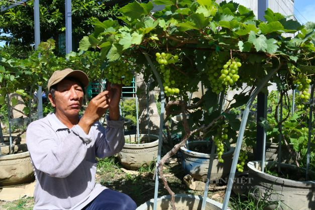 Ninh Thuận: Nông dân tất bật chăm sóc nho cảnh kịp bán tết Quý Mão 2023 - Ảnh 4.