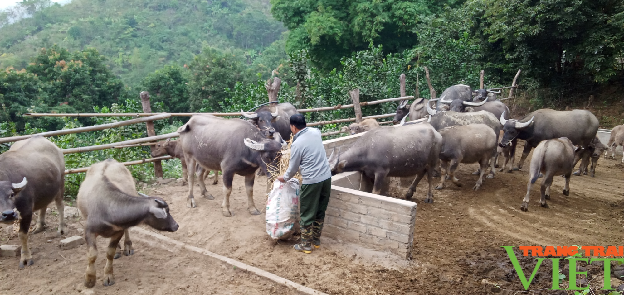 Làm kinh tế tổng hợp giúp lão nông thu lãi 300 triệu đồng mỗi năm - Ảnh 3. Làm kinh tế tổng hợp giúp lão nông thu lãi 300 triệu đồng mỗi năm - Ảnh 3.