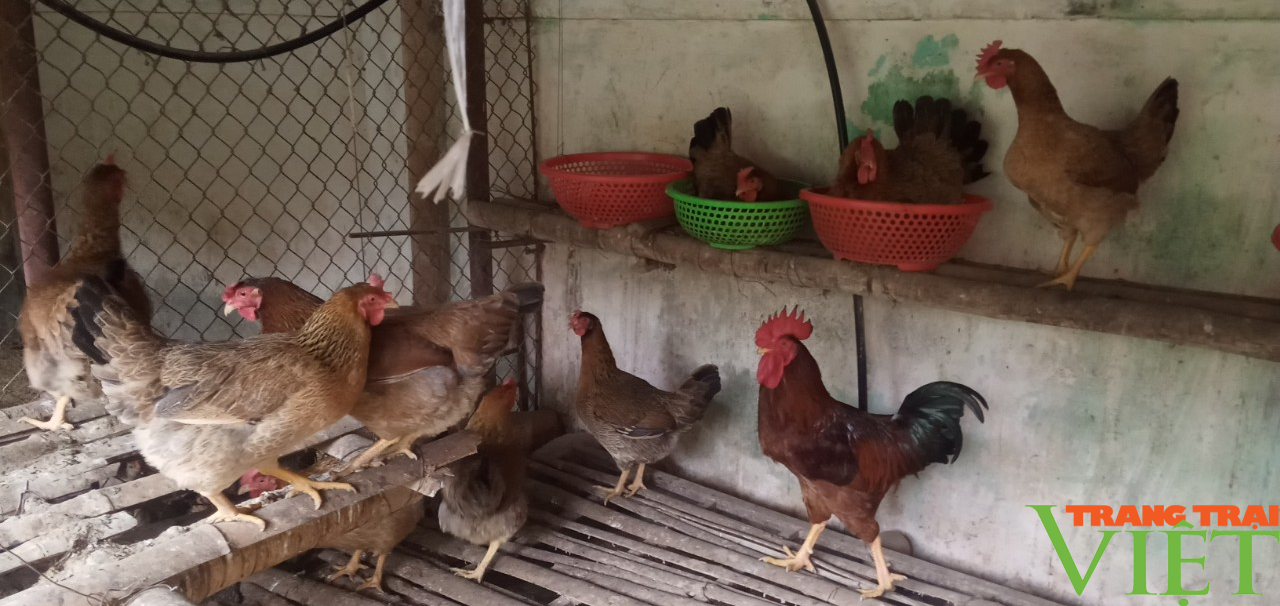 Làm kinh tế tổng hợp giúp lão nông thu lãi 300 triệu đồng mỗi năm - Ảnh 4. Làm kinh tế tổng hợp giúp lão nông thu lãi 300 triệu đồng mỗi năm - Ảnh 4.