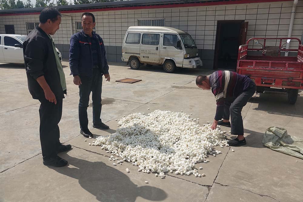 Một thị trấn ở Trung Quốc dùng loại 'sâu đặc biệt' để hái ra tiền - Ảnh 5. Một thị trấn ở Trung Quốc dùng loại 'sâu đặc biệt' để hái ra tiền - Ảnh 5.