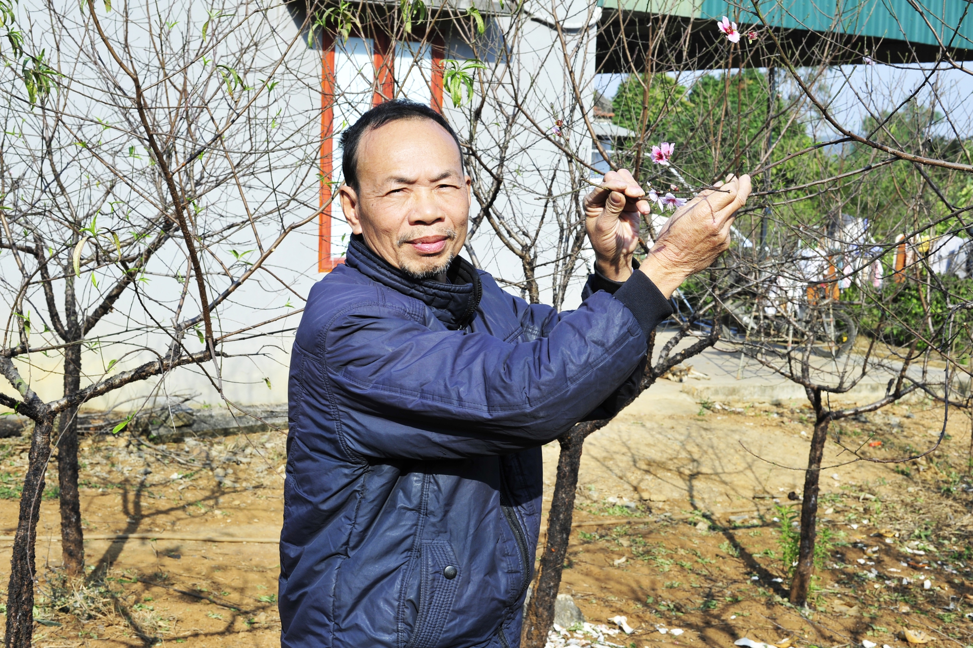 Hoa đào năm nay nở chậm, chủ vườn tư vấn cho khách cách chọn cây ưng ý chơi Tết - Ảnh 1. Hoa đào năm nay nở chậm, chủ vườn tư vấn cho khách cách chọn cây ưng ý chơi Tết - Ảnh 1.