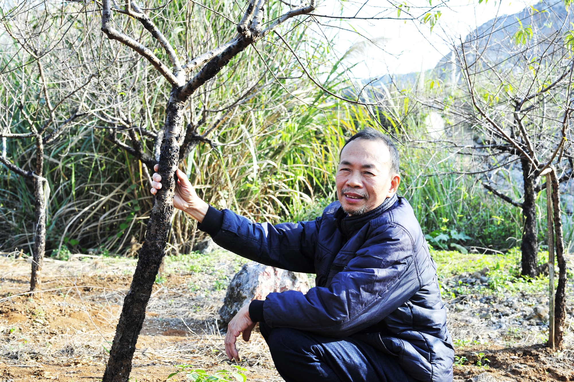 Hoa đào năm nay nở chậm, chủ vườn tư vấn cho khách cách chọn cây ưng ý chơi Tết - Ảnh 6. Hoa đào năm nay nở chậm, chủ vườn tư vấn cho khách cách chọn cây ưng ý chơi Tết - Ảnh 6.