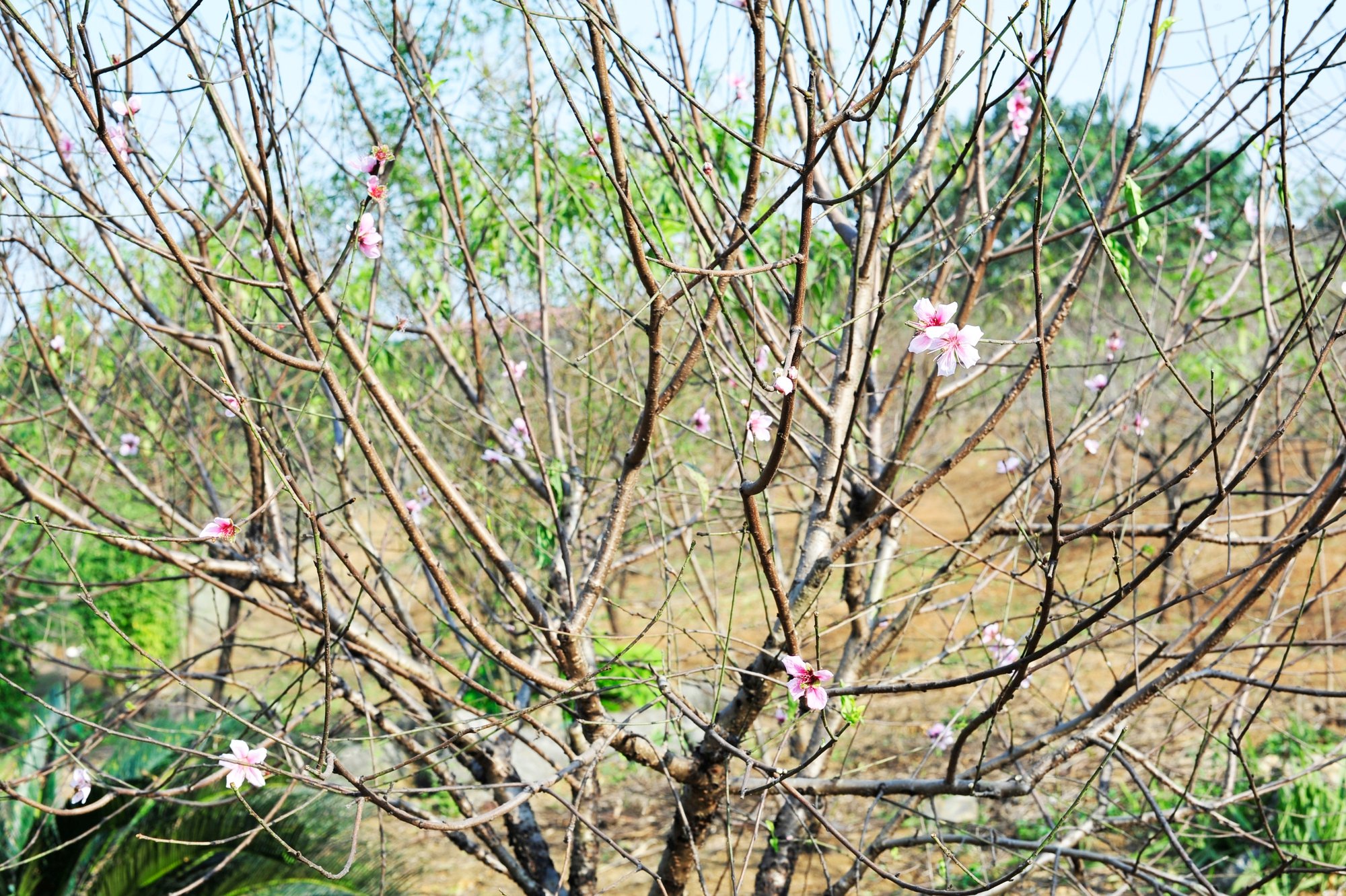Hoa đào năm nay nở chậm, chủ vườn tư vấn cho khách cách chọn cây ưng ý chơi Tết - Ảnh 10. Hoa đào năm nay nở chậm, chủ vườn tư vấn cho khách cách chọn cây ưng ý chơi Tết - Ảnh 10.