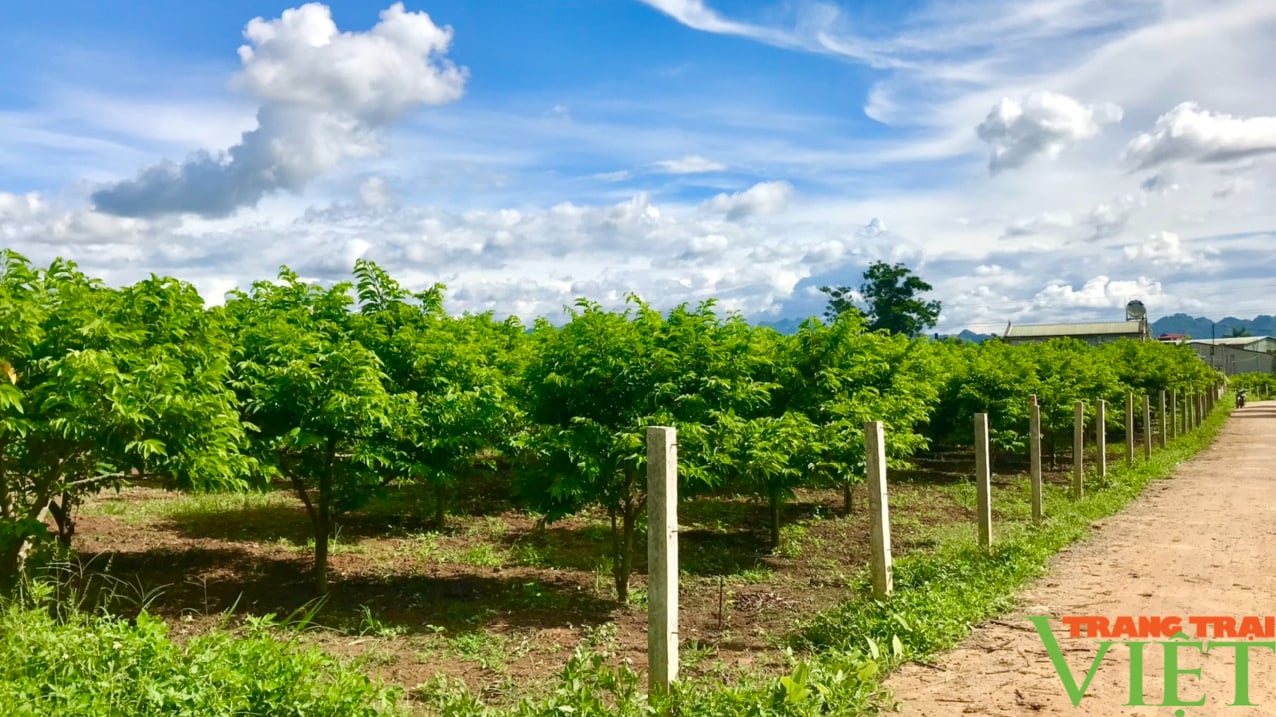 Ứng dụng khoa học công nghệ trong phát triển cây ăn quả - Ảnh 9. Ứng dụng khoa học công nghệ trong phát triển cây ăn quả - Ảnh 9.