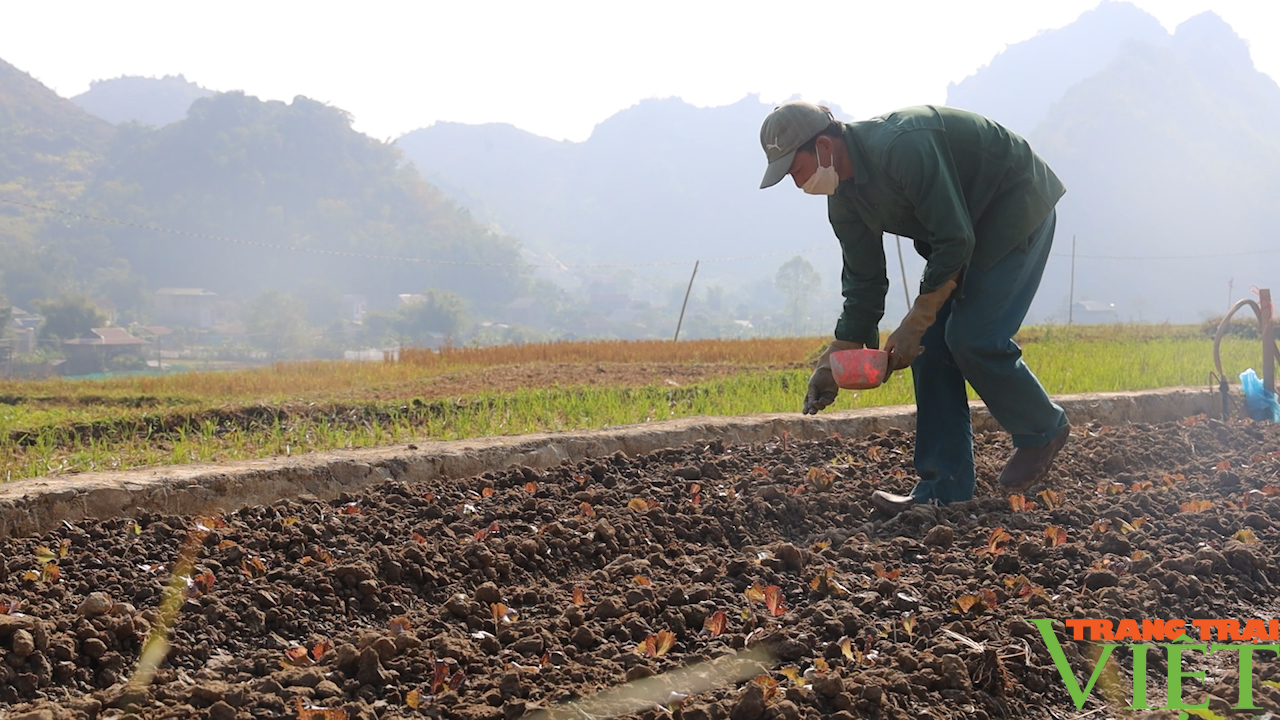 Sơn La: Chuẩn bị rau màu phục vụ thị trường Tết - Ảnh 6. Sơn La: Chuẩn bị rau màu phục vụ thị trường Tết - Ảnh 6.