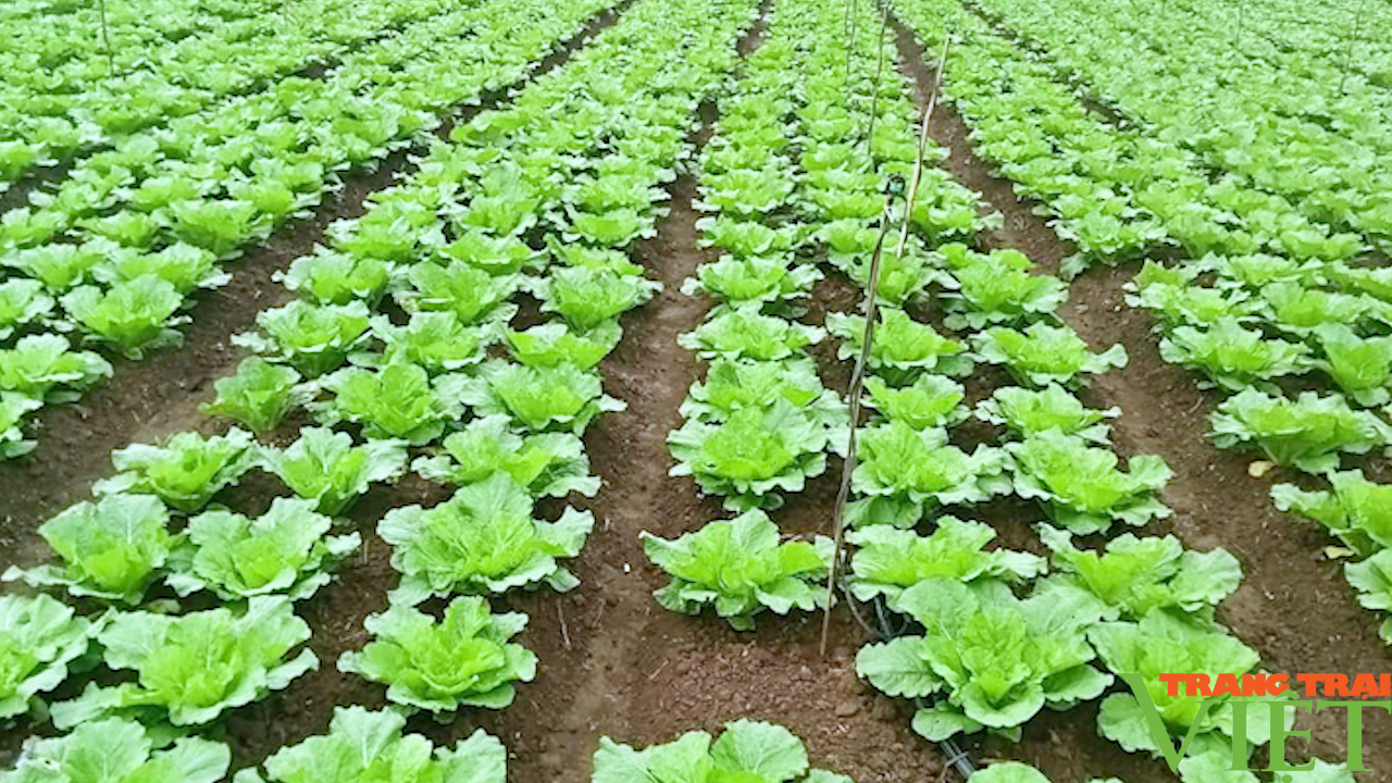 Sơn La: Chuẩn bị rau màu phục vụ thị trường Tết - Ảnh 8. Sơn La: Chuẩn bị rau màu phục vụ thị trường Tết - Ảnh 8.