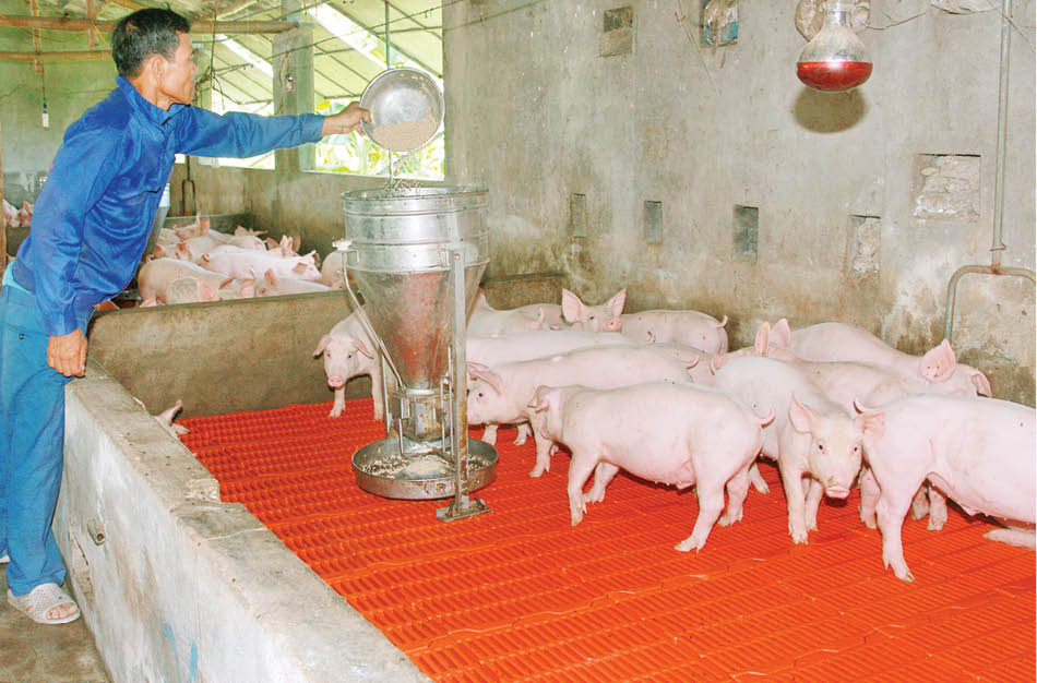 Lập trang trại nuôi lợn, nuôi gà, nuôi ngan Pháp trên rú cát, ông nông dân TT-Huế thu tiền tỷ - Ảnh 2.