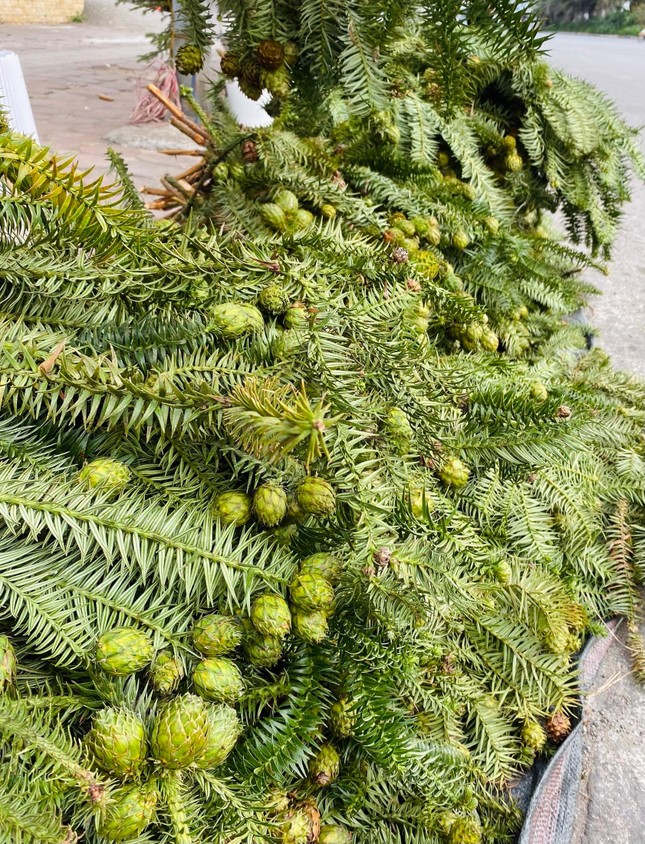 Cành thông tươi trĩu quả, giá siêu rẻ tràn ngập vỉa hè Hà Nội - Ảnh 3.
