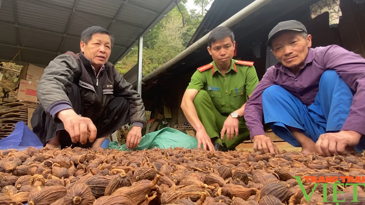 Người đưa thảo quả đến bản Pa Cư Sáng - Ảnh 2. Người đưa thảo quả đến bản Pa Cư Sáng - Ảnh 2.