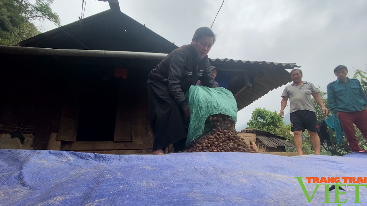 Người đưa thảo quả đến bản Pa Cư Sáng - Ảnh 5. Người đưa thảo quả đến bản Pa Cư Sáng - Ảnh 5.