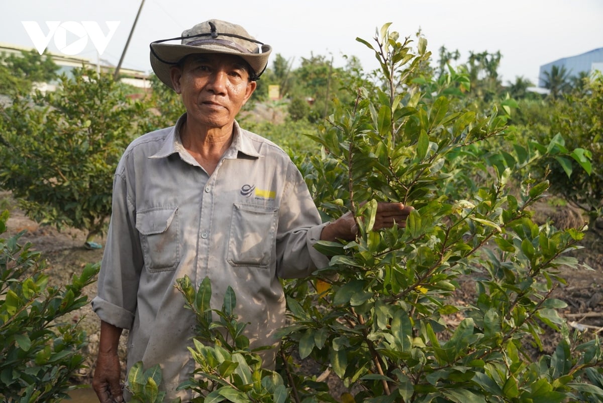 Người trồng hoa Tết ở TP.HCM lao đao vì mưa nắng thất thường - Ảnh 2.