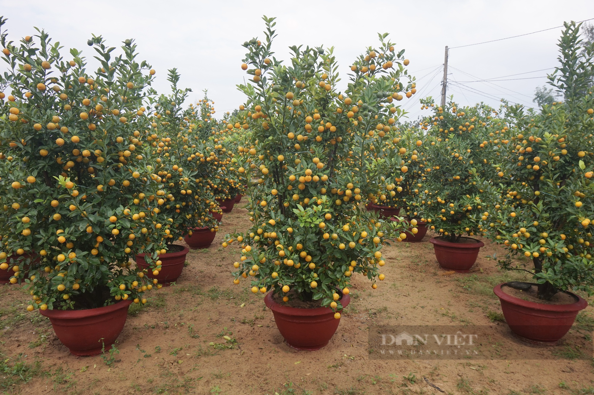 Quất chưa chín hết nhưng đã “cháy hàng”, nông dân làng này vui hơn Tết - Ảnh 5.