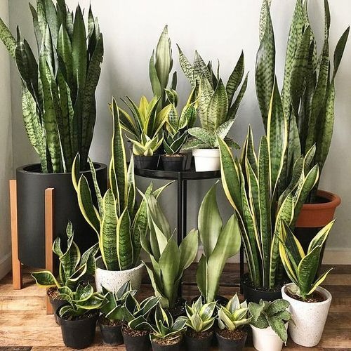 Người xưa nói: &quot;4 cây cảnh này nở hoa có nghĩa hỷ sự đang đến&quot;, nhà bạn có điềm lành chưa?  - Ảnh 8.