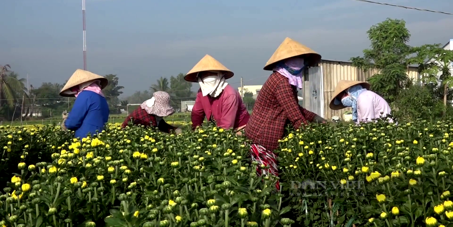 Thương lái lùng mua hết vườn loại hoa này, nông dân làng hoa chuẩn bị ăn Tết to - Ảnh 1.