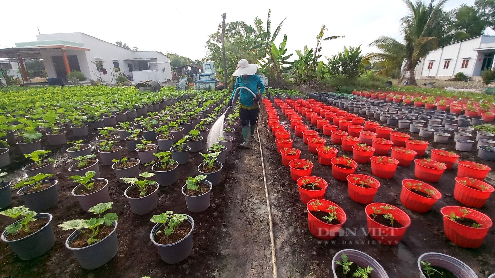 Thương lái lùng mua hết vườn loại hoa này, nông dân làng hoa chuẩn bị ăn Tết to - Ảnh 5.