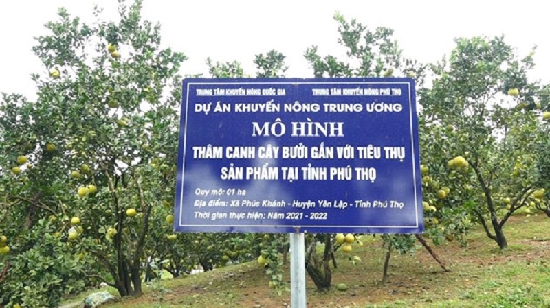 Hiệu quả mô hình quản lý cây trồng ICM trên cây Bưởi gắn với tổ dịch vụ - Ảnh 1.