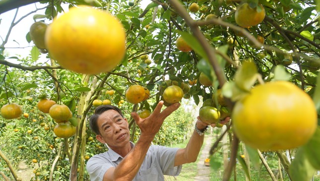 5.000 tấn quýt hồng khoe sắc vàng rực phục vụ Tết - Ảnh 12.