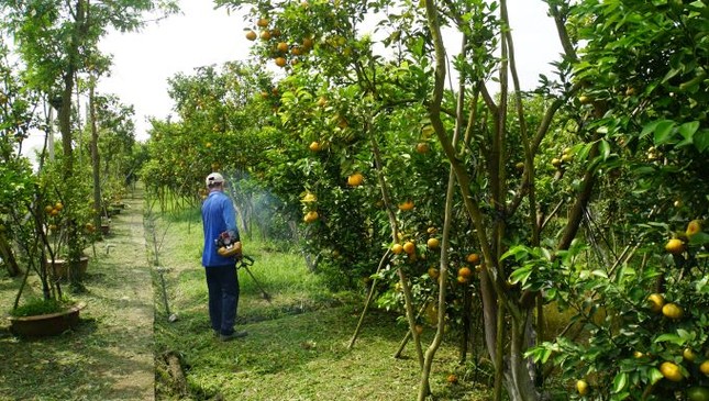 5.000 tấn quýt hồng khoe sắc vàng rực phục vụ Tết - Ảnh 24.