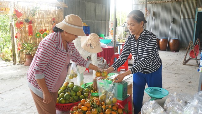 5.000 tấn quýt hồng khoe sắc vàng rực phục vụ Tết - Ảnh 28.