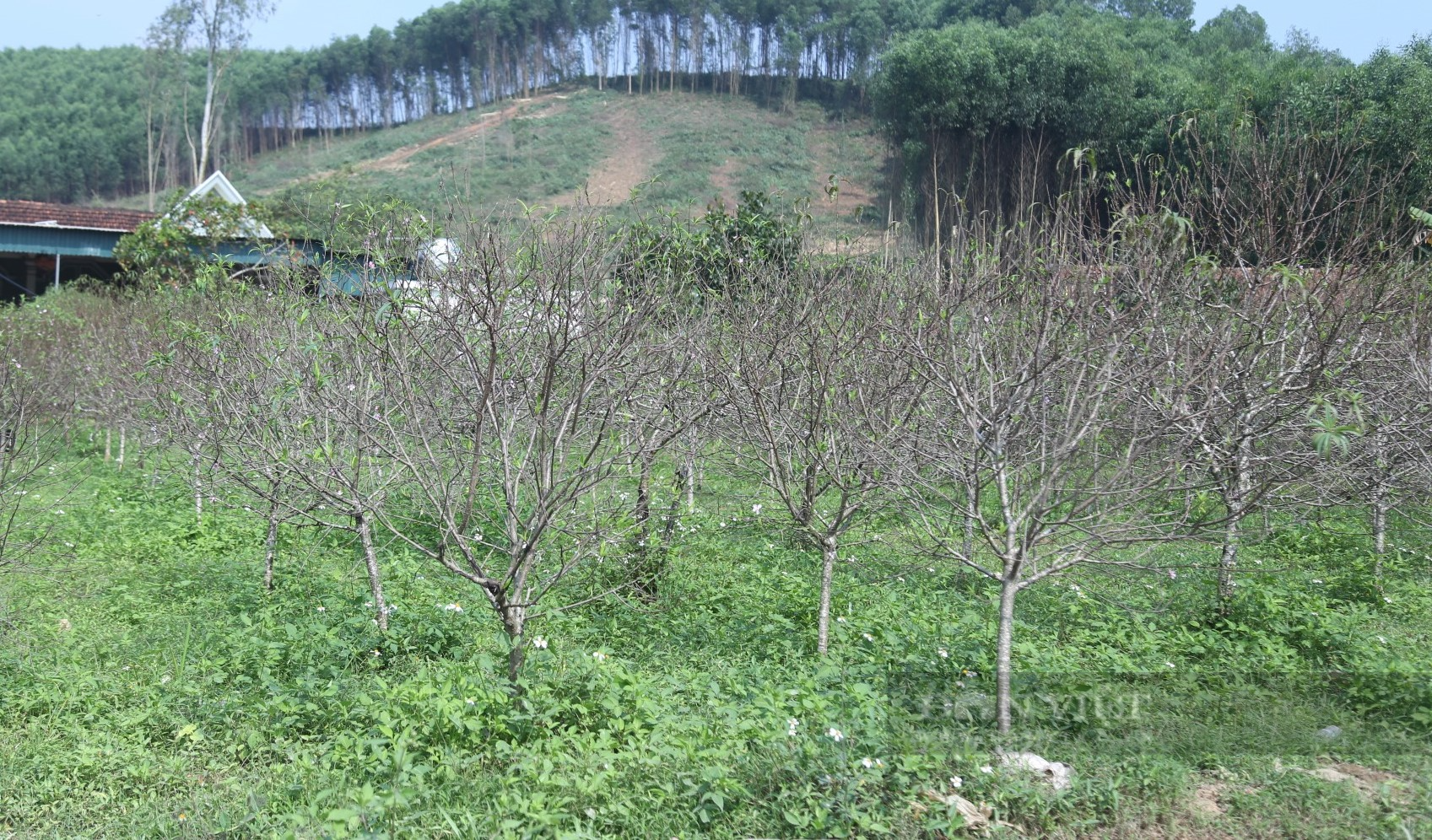 Đào phai &quot;cười toe toét&quot; dân làng nghề Kim Thành ở Nghệ An lo thất thu vụ Tết - Ảnh 6.