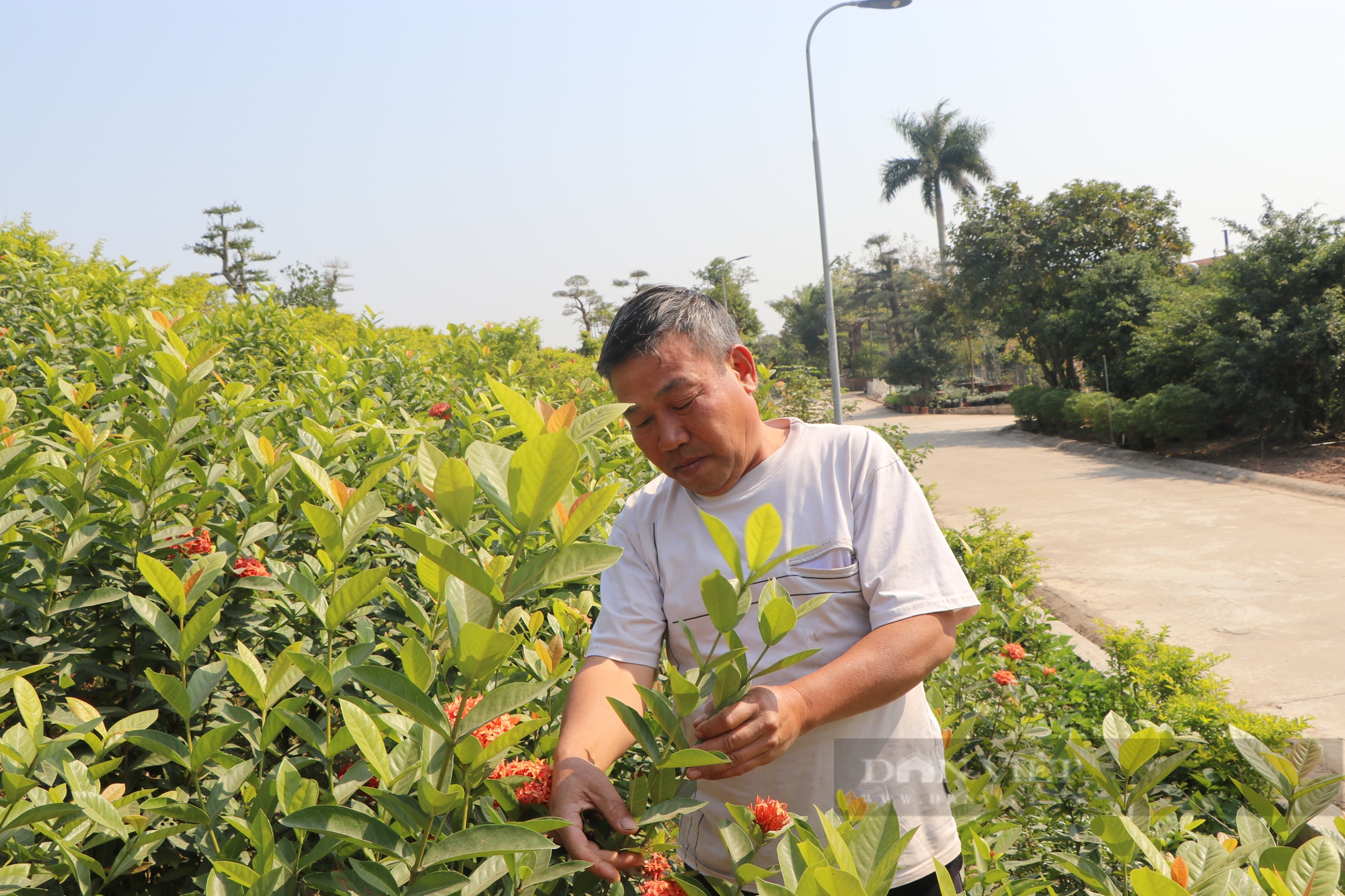 “Vườn hoa” nở rộ trên tuyến đê kiểu mẫu Điền Xá Nam Định - Ảnh 8.