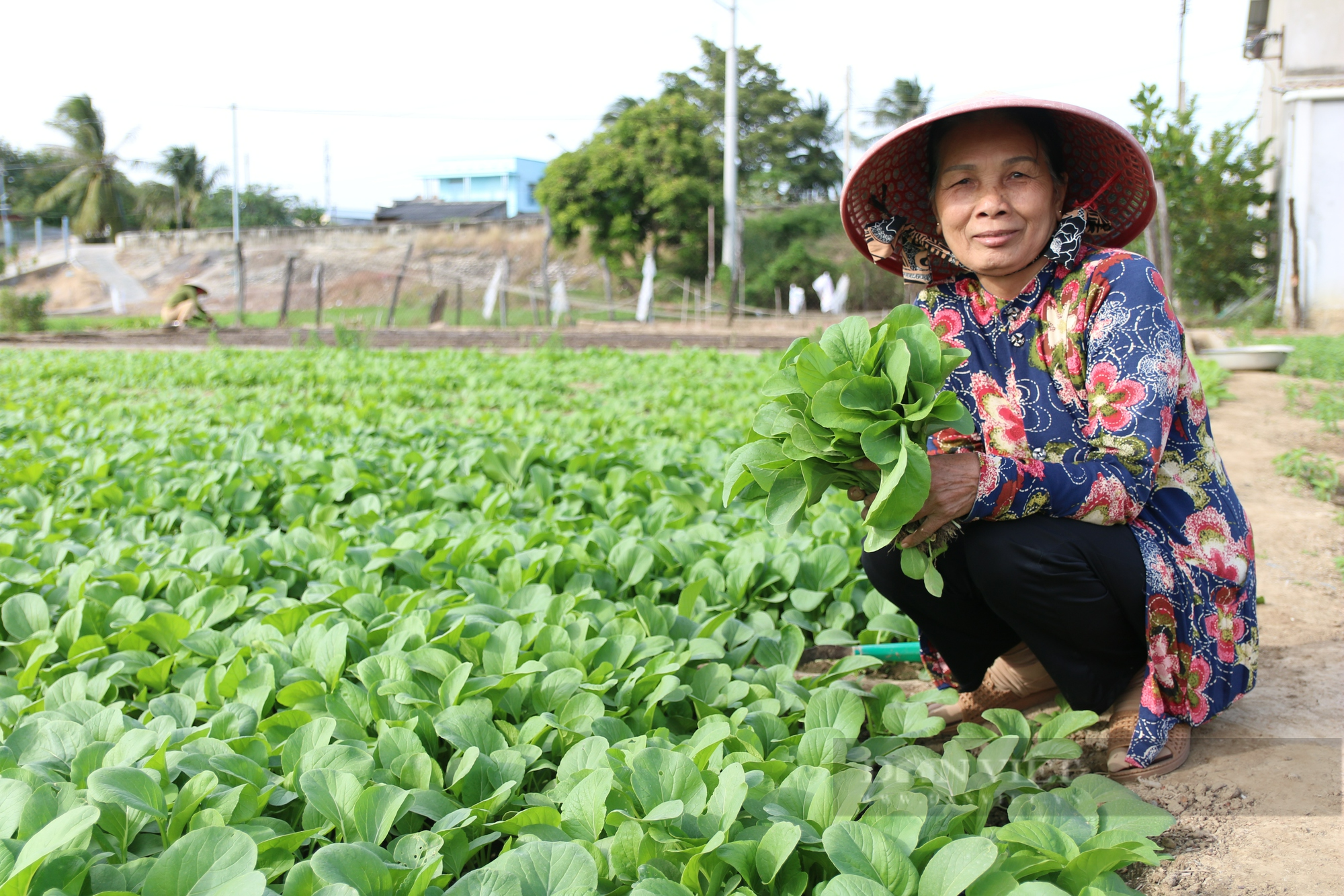 Giá rau các loại đang tăng cao ổn định, nông dân Ninh Thuận phấn khởi đón Tết - Ảnh 3.