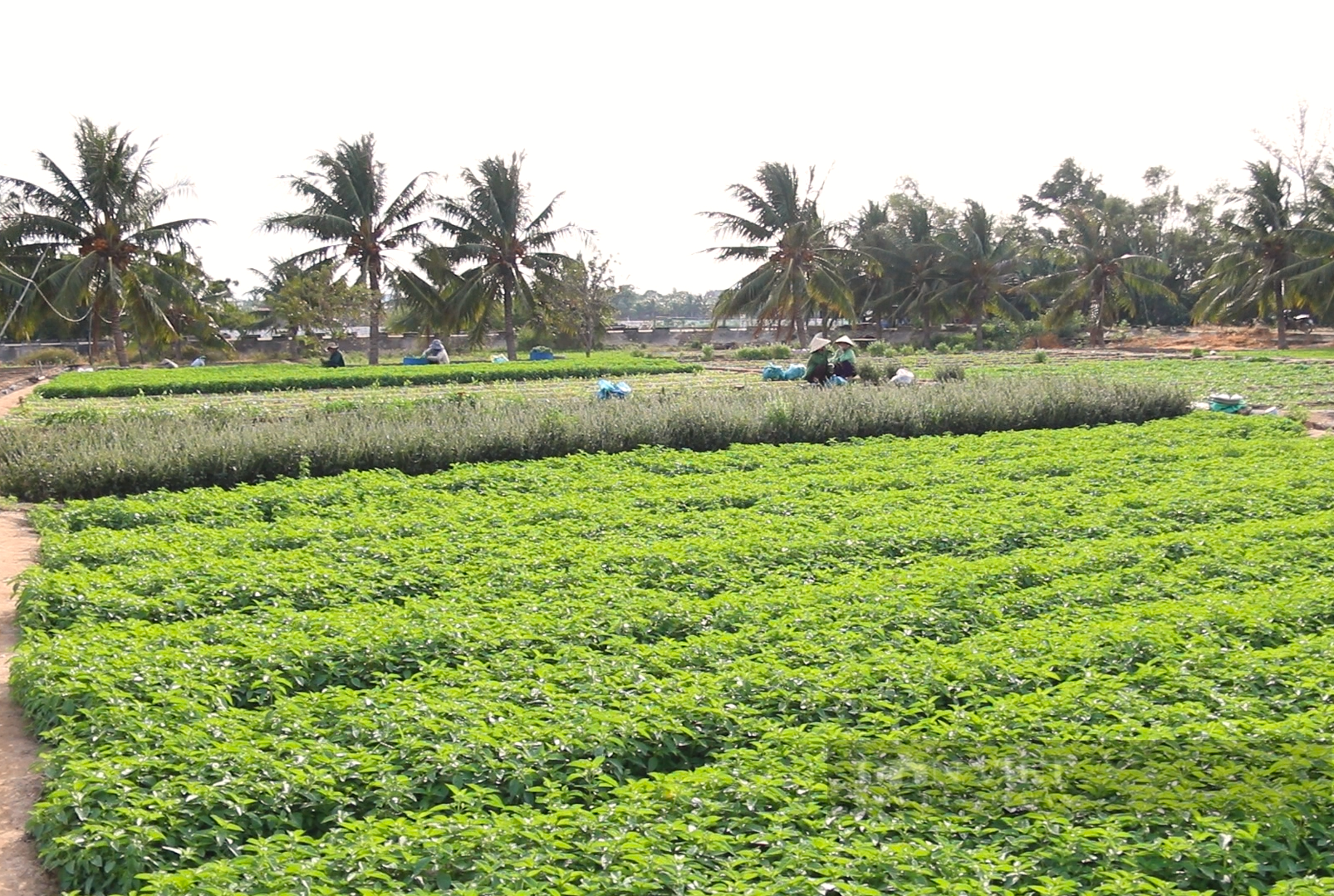 Giá rau các loại đang tăng cao ổn định, nông dân Ninh Thuận phấn khởi đón Tết - Ảnh 6.